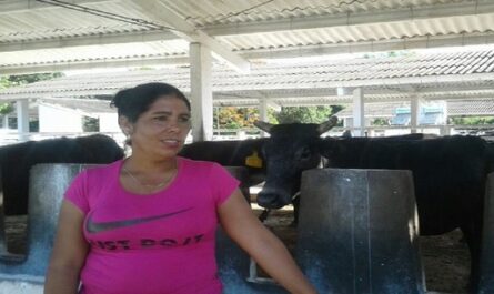 Desarrollan proyectos para la conservación de razas vacunas en Cienfuegos