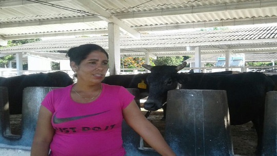 🎧 Desarrollan proyectos para la conservación de razas vacunas en Cienfuegos