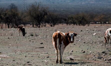 En América Latina se agravarán las afectaciones provocadas por el cambio climático