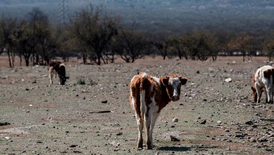 🎧 Agravarán afectaciones provocadas por el cambio climático en América Latina