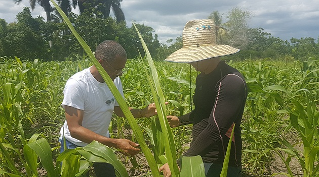 Contribuye sistema de sanidad vegetal a protección de cultivos