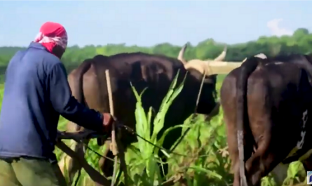 faenas en la cooperativa agrícola Mártires de Barbados, de Cienfuegos por producir más