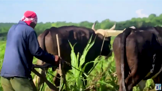 faenas en la cooperativa agrícola Mártires de Barbados, de Cienfuegos por producir más