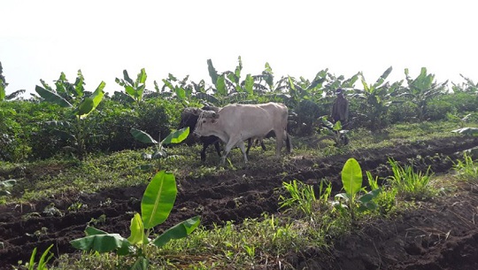 📹 Con sobrecumplimiento avanza en Cienfuegos campaña de siembra (+Fotos)