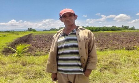Diversifican plantaciones de plátanos en Cienfuegos con el FHIA 04