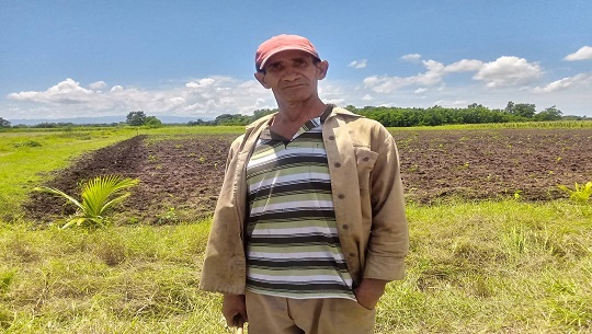 Diversifican plantaciones de plátanos en Cienfuegos con el FHIA 04