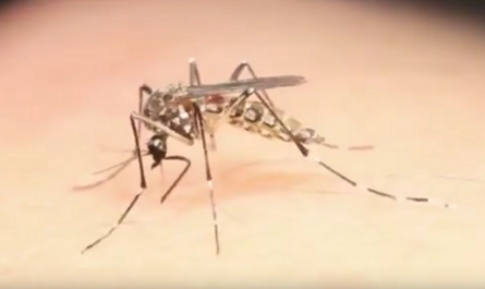 Enfrentamiento en Cuba al dengue y a su agente transmisor el mosquito Aedes Aegypti