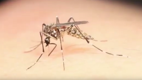 Informa Minsap sobre presencia del virus de Oropouche en nueve provincias y 23 municipios del país