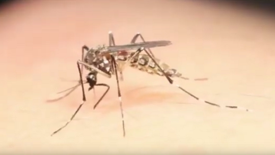 📹 Cuba: Enfrentamiento al dengue y a su agente transmisor: el mosquito Aedes Aegypti