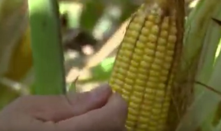 Incrementa rendimientos en cultivo del maíz empresa mixta PORCIEN S.A.