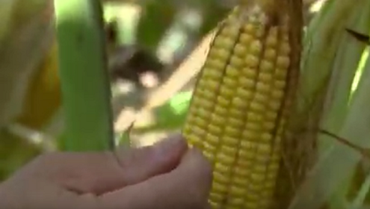 Incrementa rendimientos en cultivo del maíz empresa mixta PORCIEN S.A.