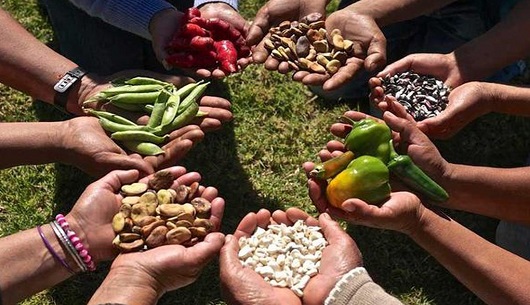 Comienzan este lunes talleres sobre Ley de Soberanía Alimentaria en Cuba