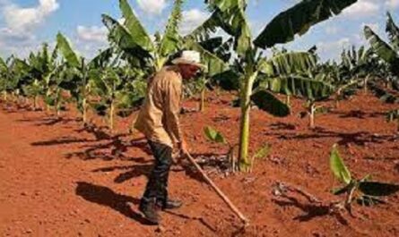 Ultiman detalles para la campaña de frío en Polo Productivo Horquita- Juraguá