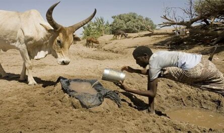 sequía en el Cuerno de África