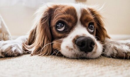 Muestra estudio cómo los perros perciben el mundo