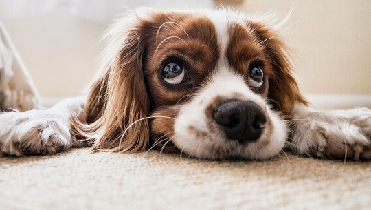 Muestra estudio cómo los perros perciben el mundo