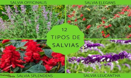 Amigas La salvia