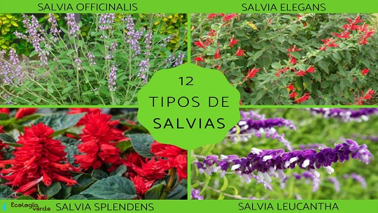 Amigas La salvia