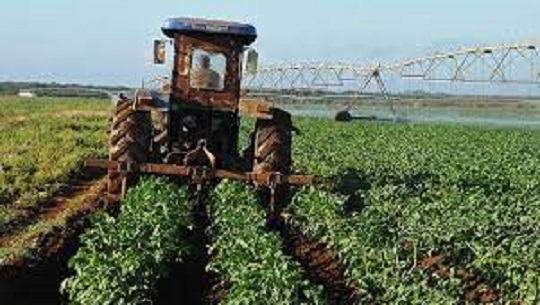 🎧 Impulsan producción de vegetales en Empresa de Horquita en Abreus