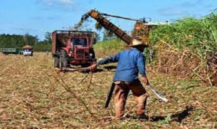 Magazine económico La próxima zafra azucarera en Cienfuegos