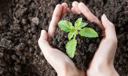 Qué hacer dónde vivo, en mi comunidad, para preservar la Naturaleza