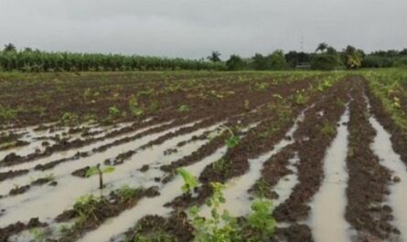 Abreus: Sin afectaciones en la Agricultura, hasta este martes