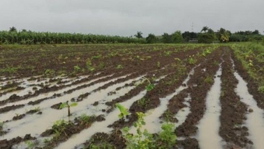 Abreus: Sin afectaciones en la Agricultura, hasta este martes