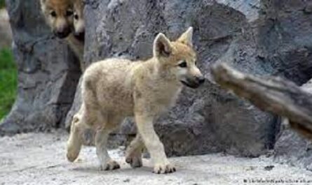 Científicos chinos clonan un lobo ártico | Video, fotos