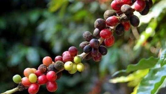 Cienfuegos province ready for coffee harvest in the plains