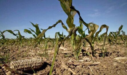 Aportan investigadores de Cienfuegos sobre impacto del cambio climático en producciones agrícolas