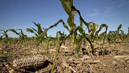 🎧 Aportan investigadores de Cienfuegos sobre impacto del cambio climático en producciones agrícolas