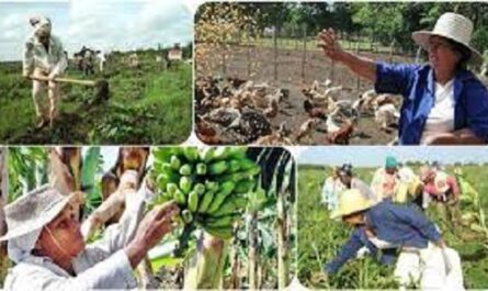 Crece incorporación de la mujer a las tareas del campo en Aguada de Pasajeros