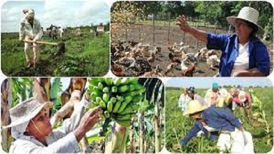 Crece incorporación de la mujer a las tareas del campo en Aguada de Pasajeros