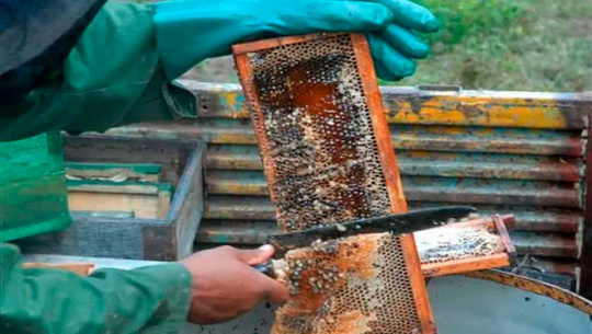 Honey production increases in Cienfuegos with application of new agricultural measures