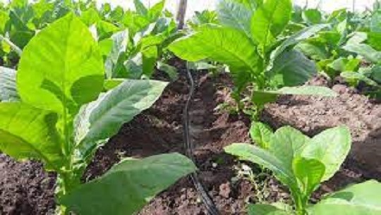 🎧 Impulsa proyecto de desarrollo local producción de tabaco en Cumanayagua