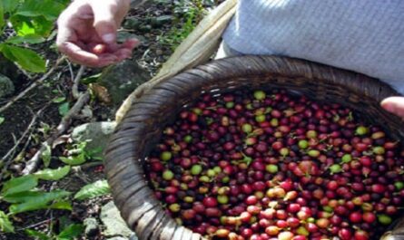 Impulsan producción de café en áreas montañosas de Cumanayagua