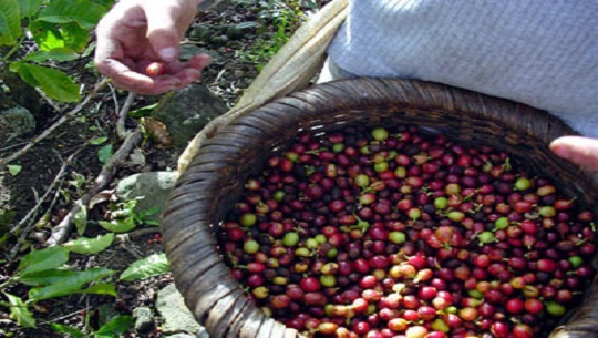 Impulsan producción de café en áreas montañosas de Cumanayagua