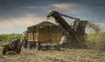 Impulsan producción cañera en Empresa Agroindustrial Azucarera Antonio Sánchez