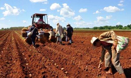 Incrementarán áreas para siembra de papa en Cienfuegos