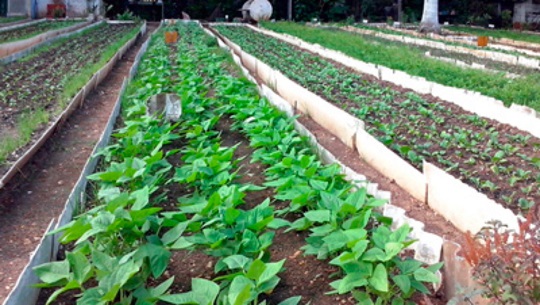 🎧 Laboran en la producción hortalizas para fin de año en Cumanayagua