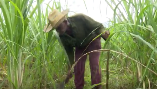 📹 Apoyará contingente de la ANAP cienfueguera recuperación en Pinar del Rio