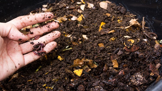 🎧 Proyecta fomento de abonos orgánicos en entidad cienfueguera