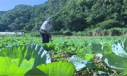 Un hombre que produce en las montañas