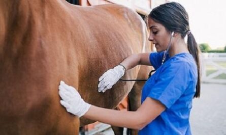 Abrirán carrera de Veterinaria en Universidad de Cienfuegos