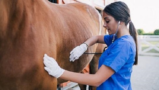 🎧 Abrirán carrera de Veterinaria en Universidad de Cienfuegos