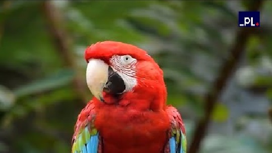 🎧 Concluyó Foro mundial sobre conservación de especies en Panamá