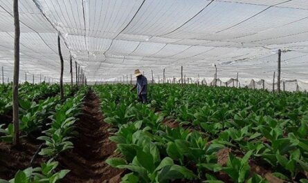 Alcides Hernández Pérez, líder de la finca El Provenir, de la provincia de Cienfuegos