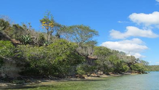 Reportan nueva área para estudio de especies endémicas en Cienfuegos