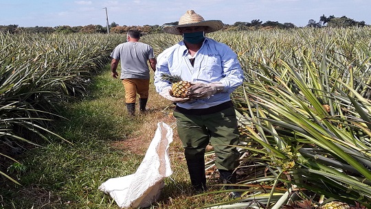 Campesinado de Cienfuegos con el reto de buscar más alimentos