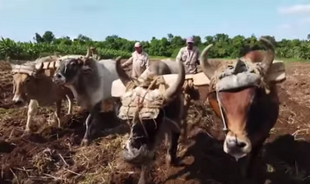 Cienfuegos Agricultura en Revolución